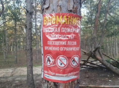 До 2 июля нельзя: волгодонцам запретили ходить в леса