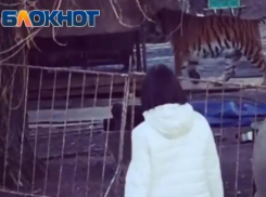 Разгуливающий за хилым забором тигр шокировал волгодонцев