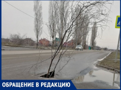 «Огромное дерево «выросло» посередине дороги на Индустриальной»: волгодонец
