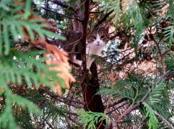 Пасмурно и морозно будет в Волгодонске сегодня 