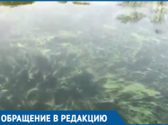Дон превратился в вонючее болото, - волгодонец