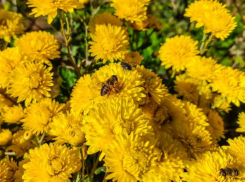 Жара не отступает от Волгодонска: о погоде на 17 августа 