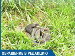 Гуляя на детской площадке, мы с сыном в траве увидели гадюку, - волгодончанка боится за жизни маленьких детей