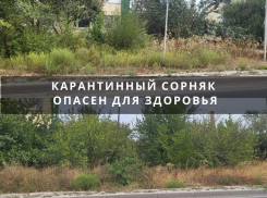 В Цимлянске возбуждено дело из-за непокоса карантинной растительности на улице Боевой славы