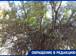 «Скоро завалится, и будет капец!»: жители дома по улице Гаражная, 185 опасаются трухлявого дерева
