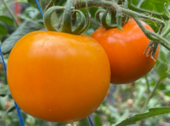 Совка сгрызла перцы, фитофтора «сожгла» помидоры, паутинный клещ доел огурцы