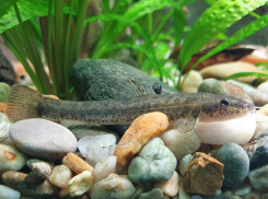 В Цимлянском водохранилище обнаружили тощую рыбку с усиками, которую нельзя трогать 