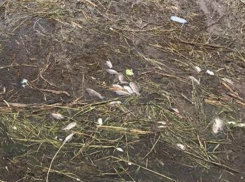 Большое количество мертвой рыбы в Цимлянском водохранилище зафиксировали на фото жители Волгодонска
