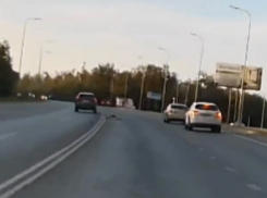 Через две сплошные по встречке объехал на скорости дохлую собаку: чудеса на виражах