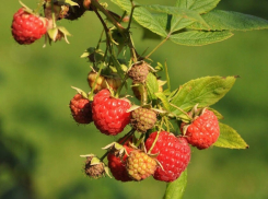 Дача, настало твое время: пора обновлять сад