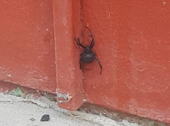 Очередную особь «черной вдовы» обнаружили волгодонцы на Морской 