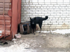 В Волгодонске большой черный пес кидается на людей возле детской площадки