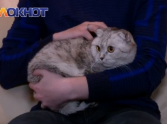 Победители конкурса «Самый красивый кот Волгодонска» получили свои долгожданные призы