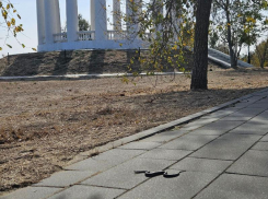 «Осторожно, змеи!» жительница Цимлянска запечатлела несколько особей за одну прогулку по Приморскому парку