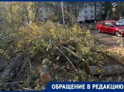 «Лежат уже неделю»: волгодонцы просят убрать спиленные деревья у «Университи»