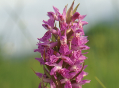  Мясо-красная орхидея стала украшением окрестностей Волгодонска 