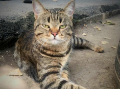 Очаровательный зеленоглазый кот ищет дом и новых хозяев 