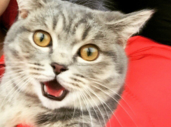 Коты Волгодонска в шоке от жары