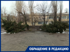 «Спасите ели!»: волгодонцы просят прикопать упавшие елки на площади Дзержинского