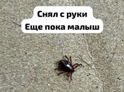 Почему в разгар февраля огромные клещи стали атаковать жителей Ростовской области