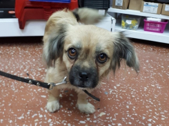 Исхудавшей и спасенной из отлова собаке ищут дом в Волгодонске