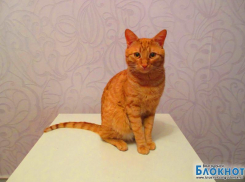 Хюрремыч - 76-й участник конкурса «Самый красивый кот Волгодонска»