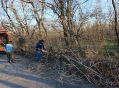 Департамент городского хозяйства убирает с улиц Волгодонска упавшие деревья