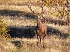 38 лет назад под охрану государства были взяты удивительные цимлянские Кучугуры 