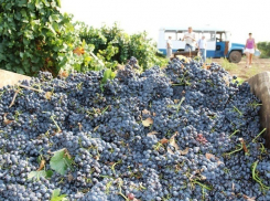 Владелец виноградников в Мартыновском районе задолжал своим работникам 6,5 миллионов рублей