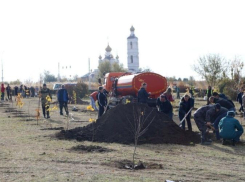 Волгодонцам напомнили о порядке обращения с зелеными насаждениями