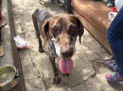 Истощенный породистый пес три месяца провел на улице без хозяина