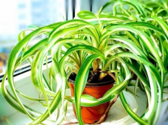 Растение − лучший очиститель воздуха в доме