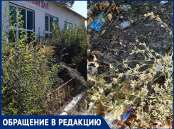 На В-17 роскошный розарий рядом с магазинами превратился в свалку с огромными змеями