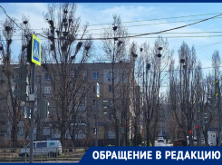 Сверху каркнули, снизу промолчали: пернатые и волгодонцы ищут пути взаимопонимания