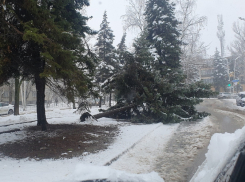 Аномальная погода в Волгодонске привела к падению дерева на проезжую часть