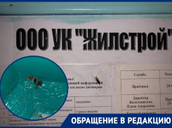 Сотни тараканов атаковали МКД на улице Дружбы в Волгодонске