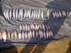 Двум браконьерам грозит до двух лет лишения свободы за вылов рыбы в порту Волгодонска