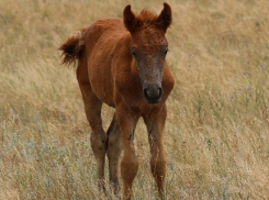 В поисках потерявшегося жеребенка кобыла пробежала пять километров в степях Ростовской области