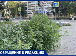«Мы же задохнемся от цветущей амброзии!»: горожанка требует убрать аллерген с городских улиц