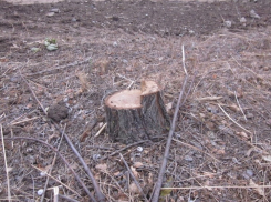 Пенсионер из Харсеевки попал под «уголовку» из-за дуба