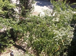 Буйство природы: в Волгодонске сильный ветер сносит деревья