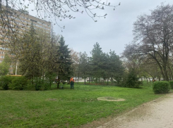 В Волгодонске в этом году исправно косили траву