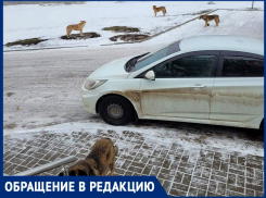 На В-9 родители вынуждены отводить детей в школу из-за агрессивной стаи собак