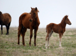 Теплая зима защитила от волков: первые жеребята в 2025 году появились у диких мустангов на Маныче