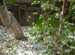 Крупный град обрушился на Дубовский район в День знаний