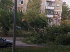 Дерево рухнуло на проезжую часть по улице Дзержинского в Волгодонске