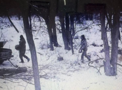 В Волгодонском районе лесоруб-нелегал спилил две акации и попал под уголовное дело