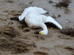 Причины массовой смерти лебедей в Орловском районе остались загадкой