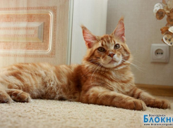 Лев – 83-й участник конкурса «Самый красивый кот Волгодонска»