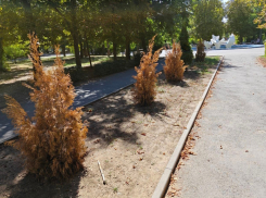 «Погибли десятки деревьев и кустарников»: работы по озеленению анонсировал в Волгодонске Юрий Мариненко